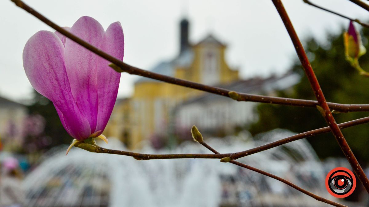 Весняна фотозона: де знайти магнолію в Коломиї 12