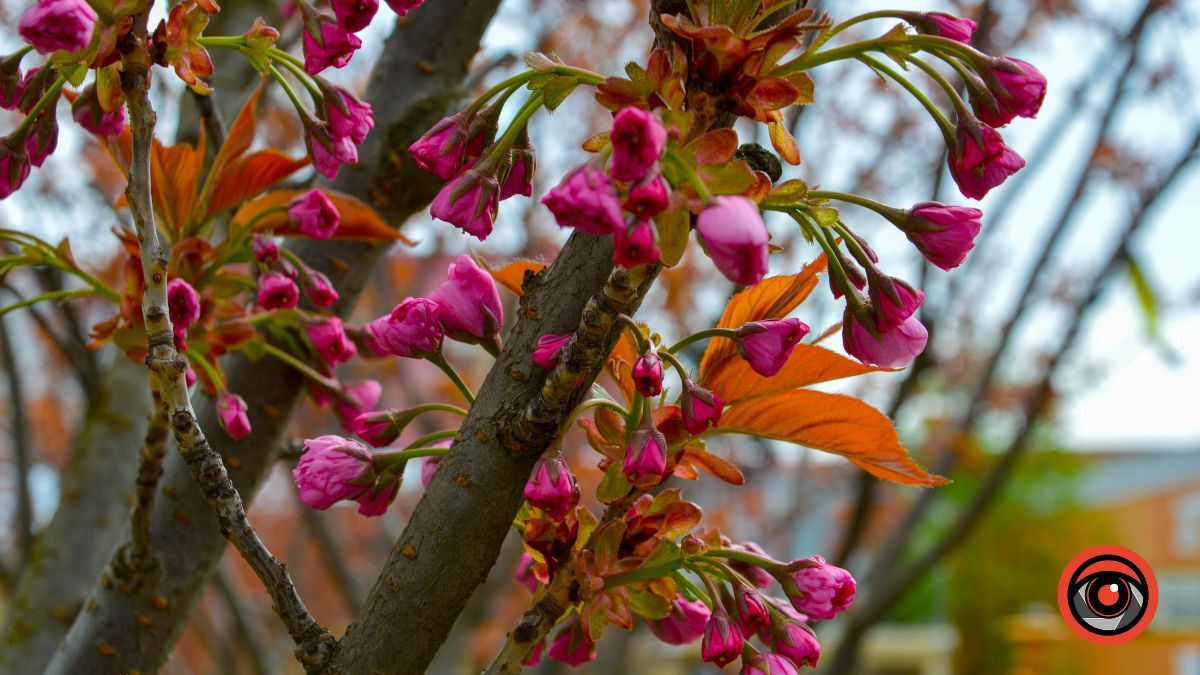 Весняна фотозона: де знайти магнолію в Коломиї 15