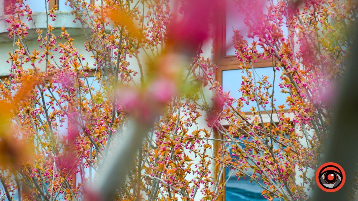 Весняна фотозона: де знайти магнолію в Коломиї 16