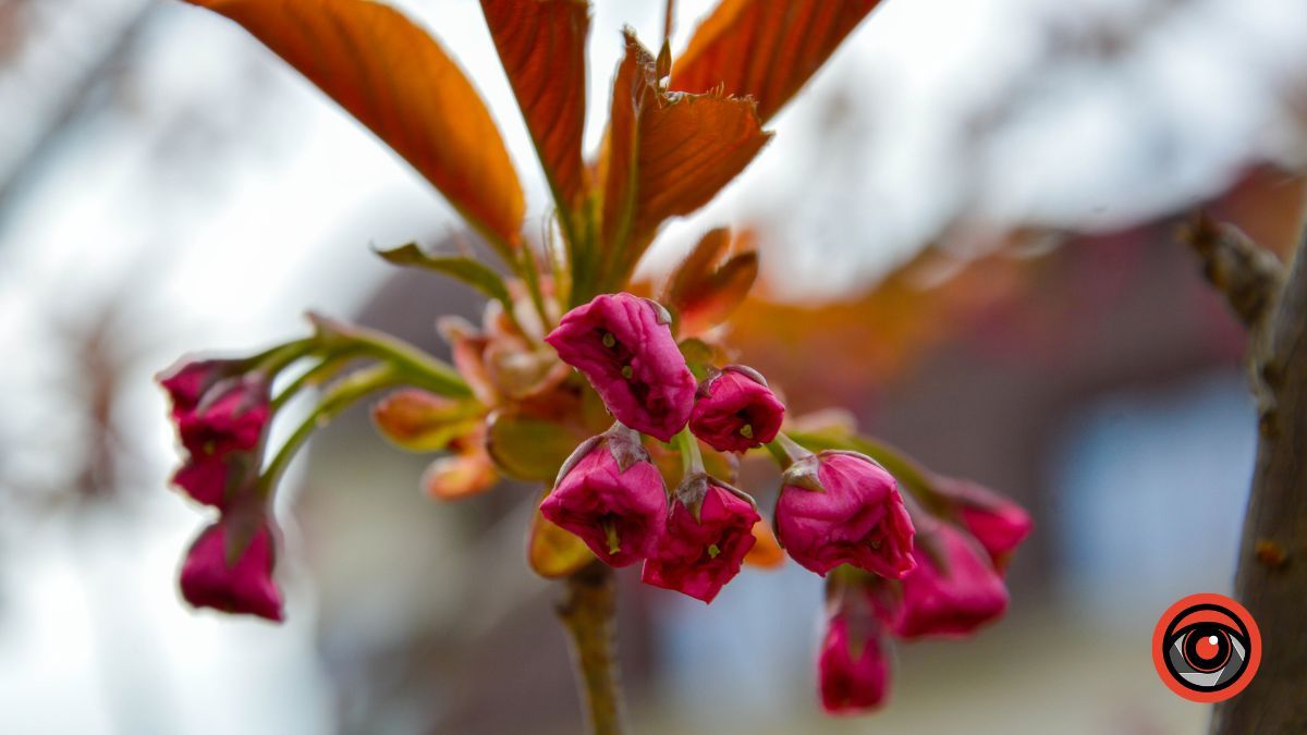 Квітучі сакури в Коломиї: фоторепортаж 2023 7