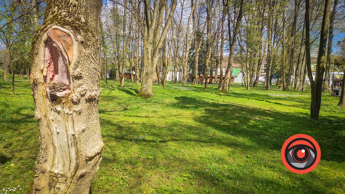 Болюче питання: як виглядають парки Коломиї та Моршина 4