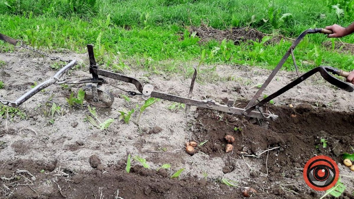 Якої висоти мають бути гребені, аби картопля гарно вродила