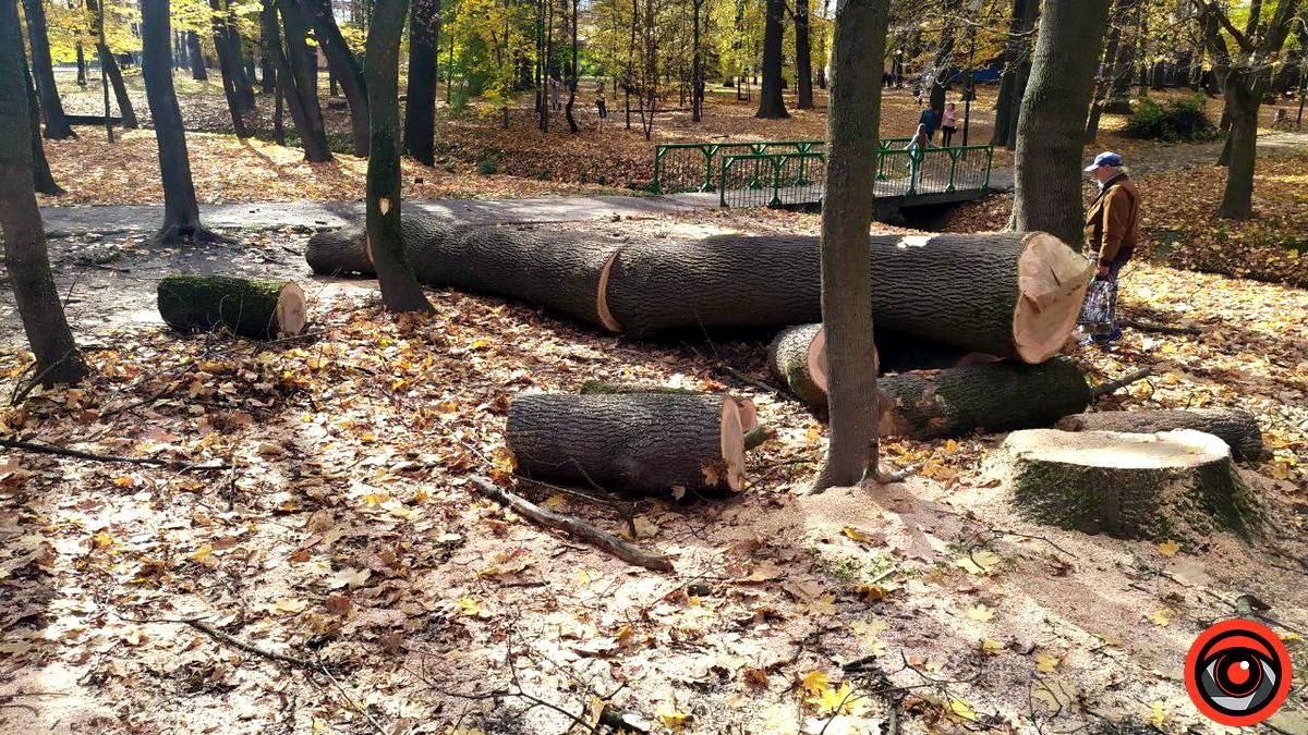 Що нарубали озеленювачі в Коломиї: вражаюча п’ятирічка | частина 2 7