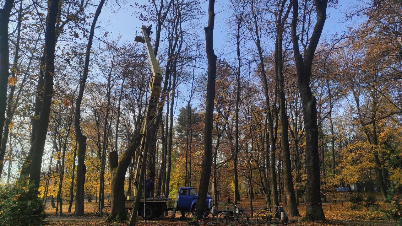 Що нарубали озеленювачі в Коломиї: вражаюча п’ятирічка | частина 2 9