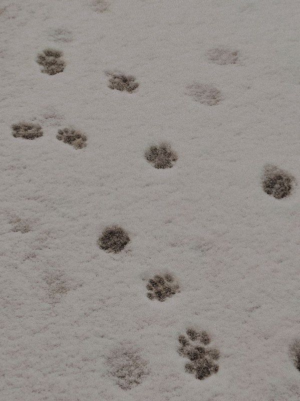 Місто в циклоні Norbert очима коломиян | Добірка фото 22