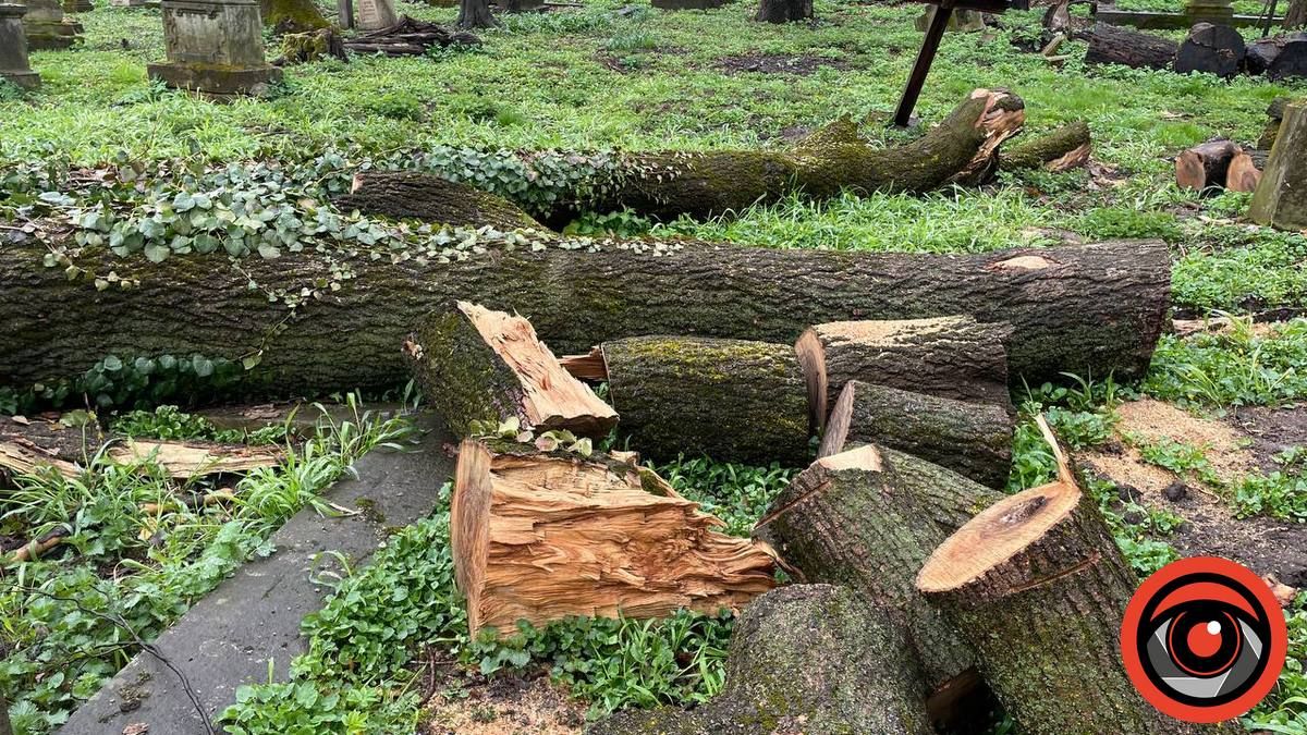 Що нарубали озеленювачі в Коломиї: вражаюча п’ятирічка | частина 2 13