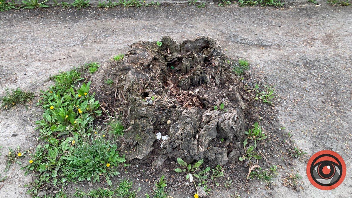 На вул. Степана Тарабалки викорчовують пні 2