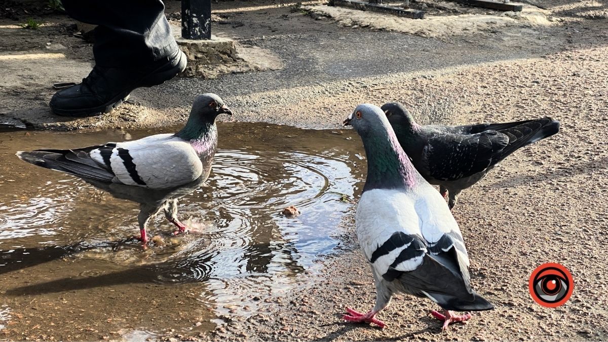 Птахи Коломиї | фоторепортаж 9