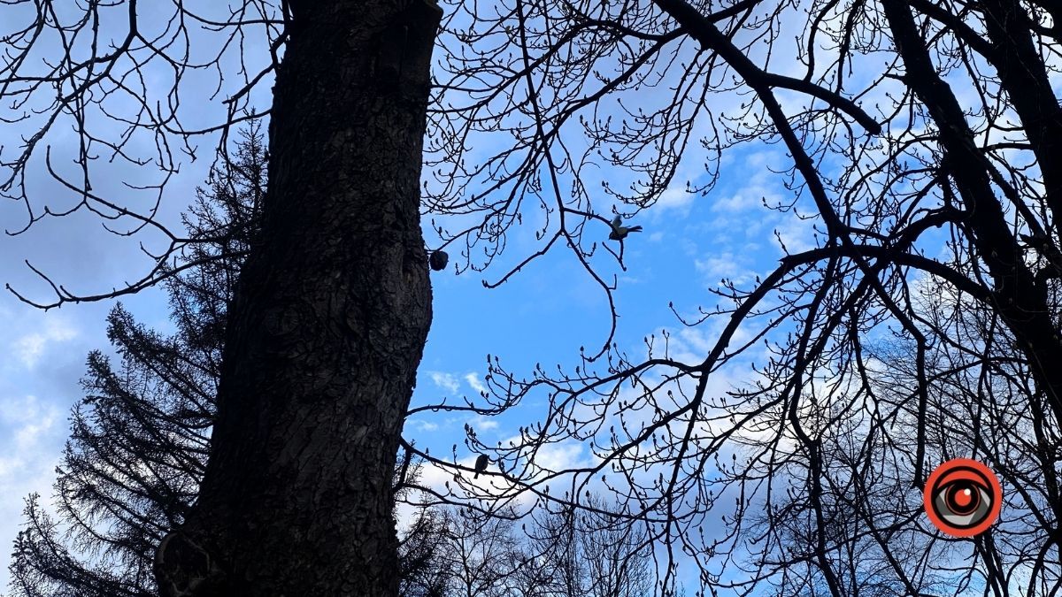 Птахи Коломиї | фоторепортаж 10