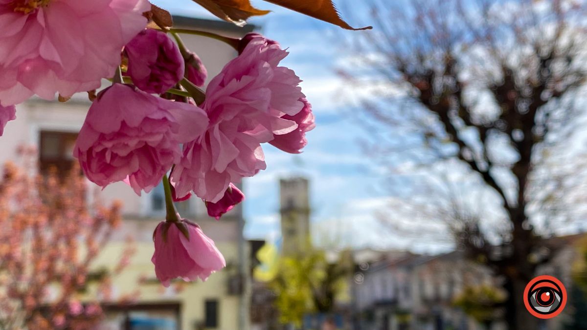 Квітучі сакури в Коломиї: фоторепортаж 2023