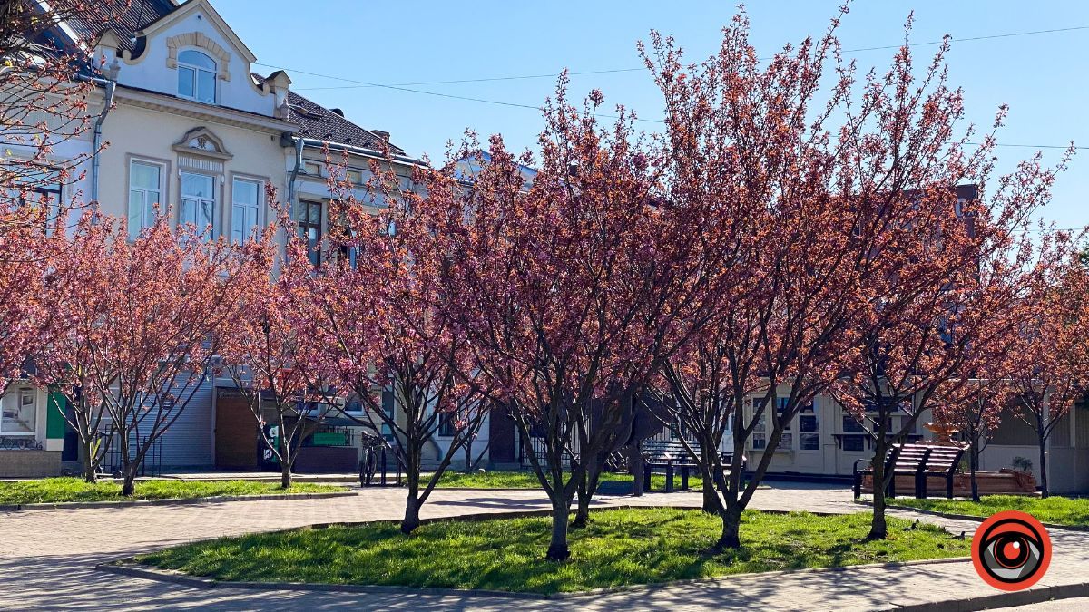 Квітучі сакури в Коломиї: фоторепортаж 2023 6