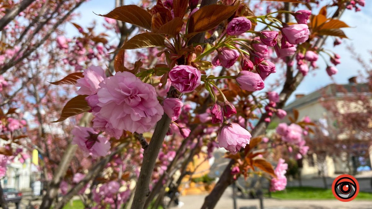 Квітучі сакури в Коломиї: фоторепортаж 2023 1
