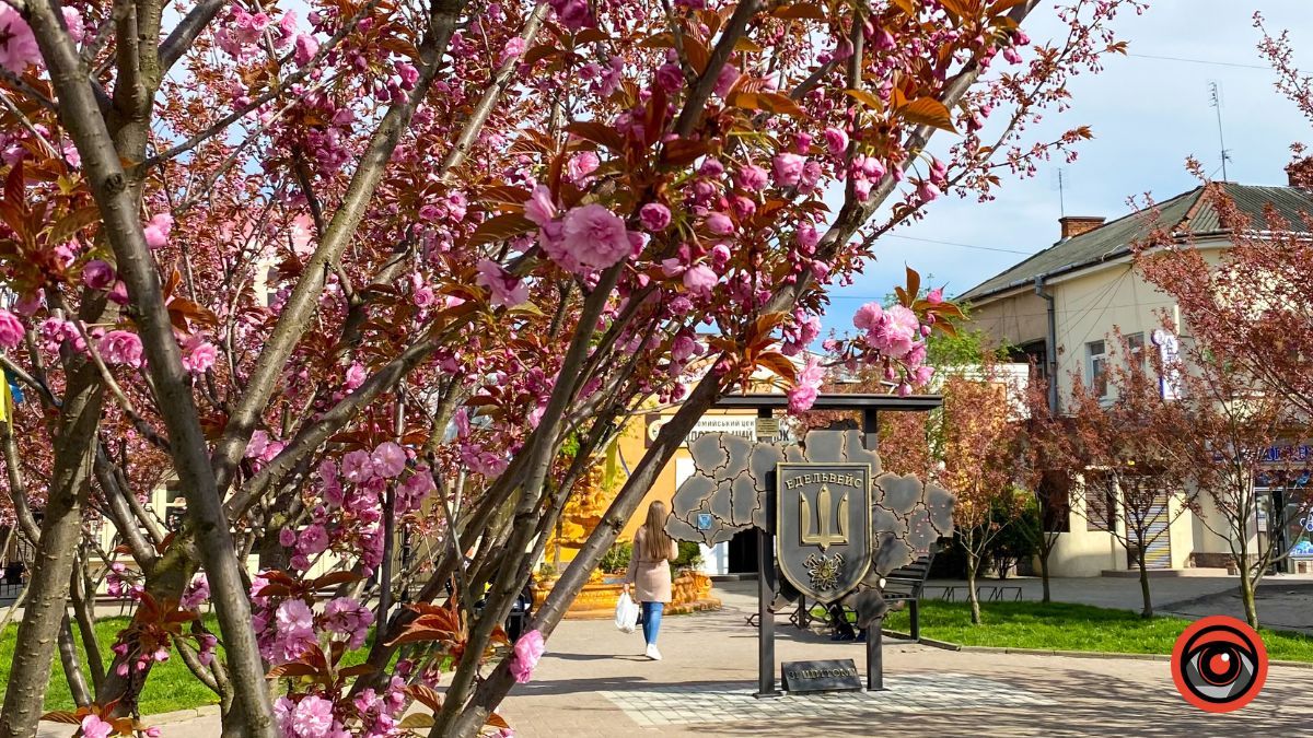 Квітучі сакури в Коломиї: фоторепортаж 2023 2