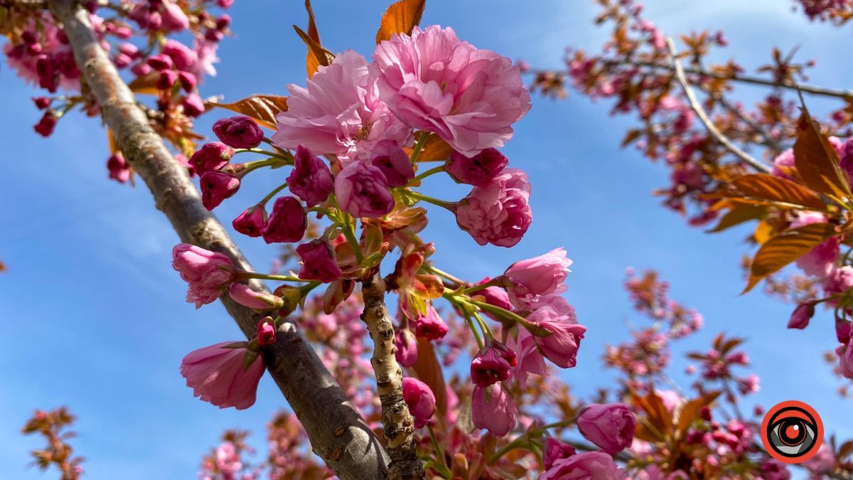 Квітучі сакури в Коломиї: фоторепортаж 2023 3