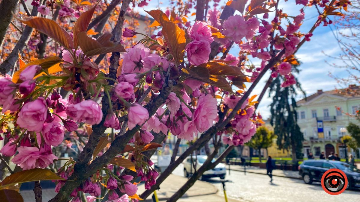 Квітучі сакури в Коломиї: фоторепортаж 2023 9