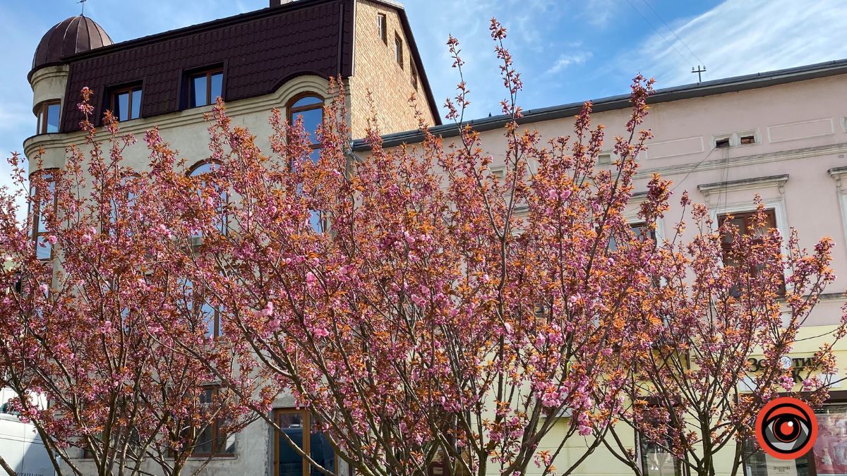 Квітучі сакури в Коломиї: фоторепортаж 2023 10