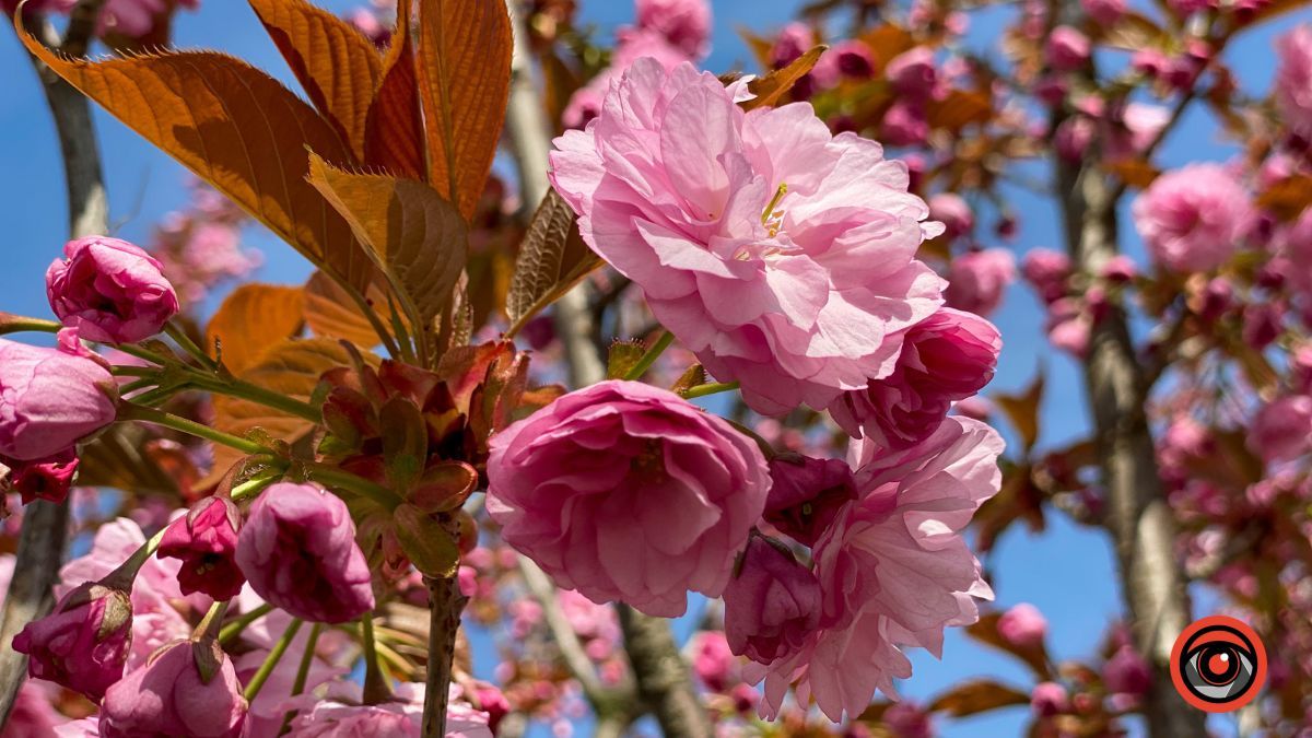 Квітучі сакури в Коломиї: фоторепортаж 2023 4