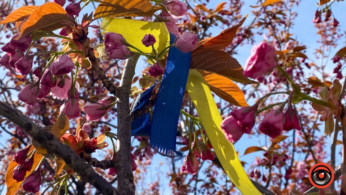 Квітучі сакури в Коломиї: фоторепортаж 2023 8