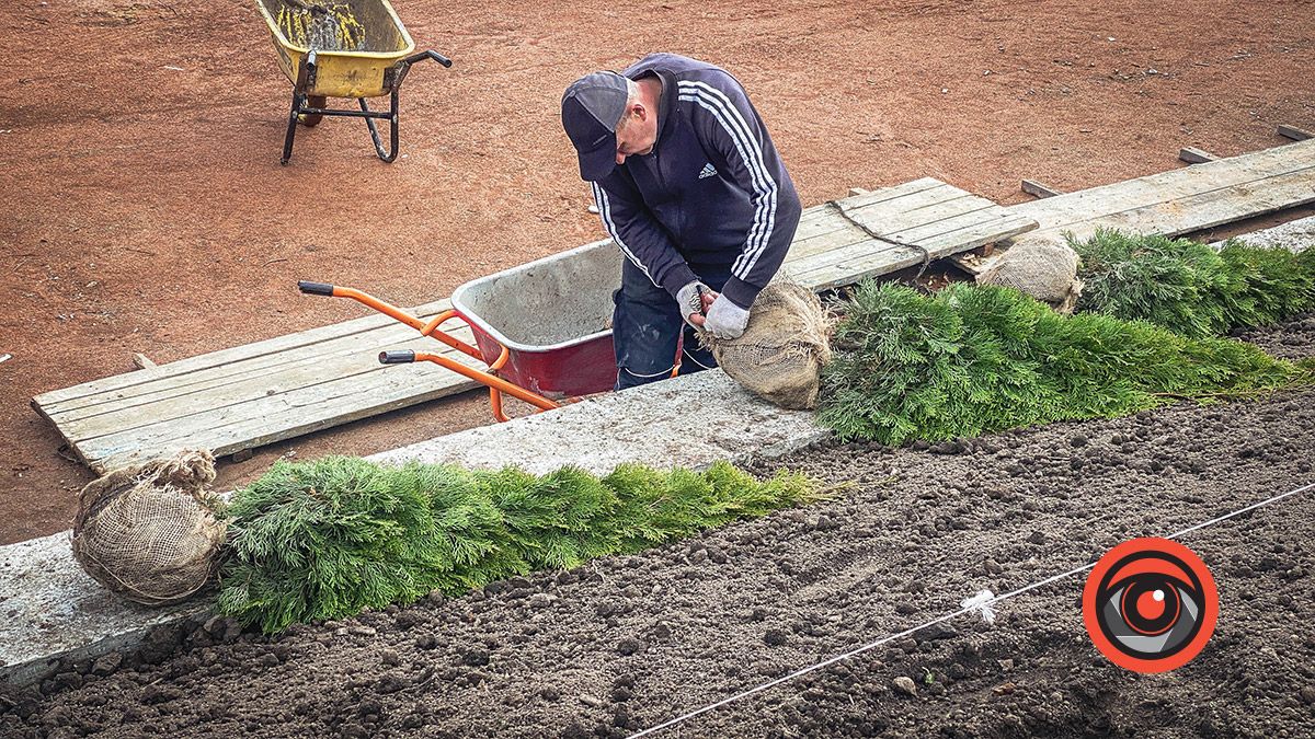 Біля кортів у Коломиї висаджують туї 4