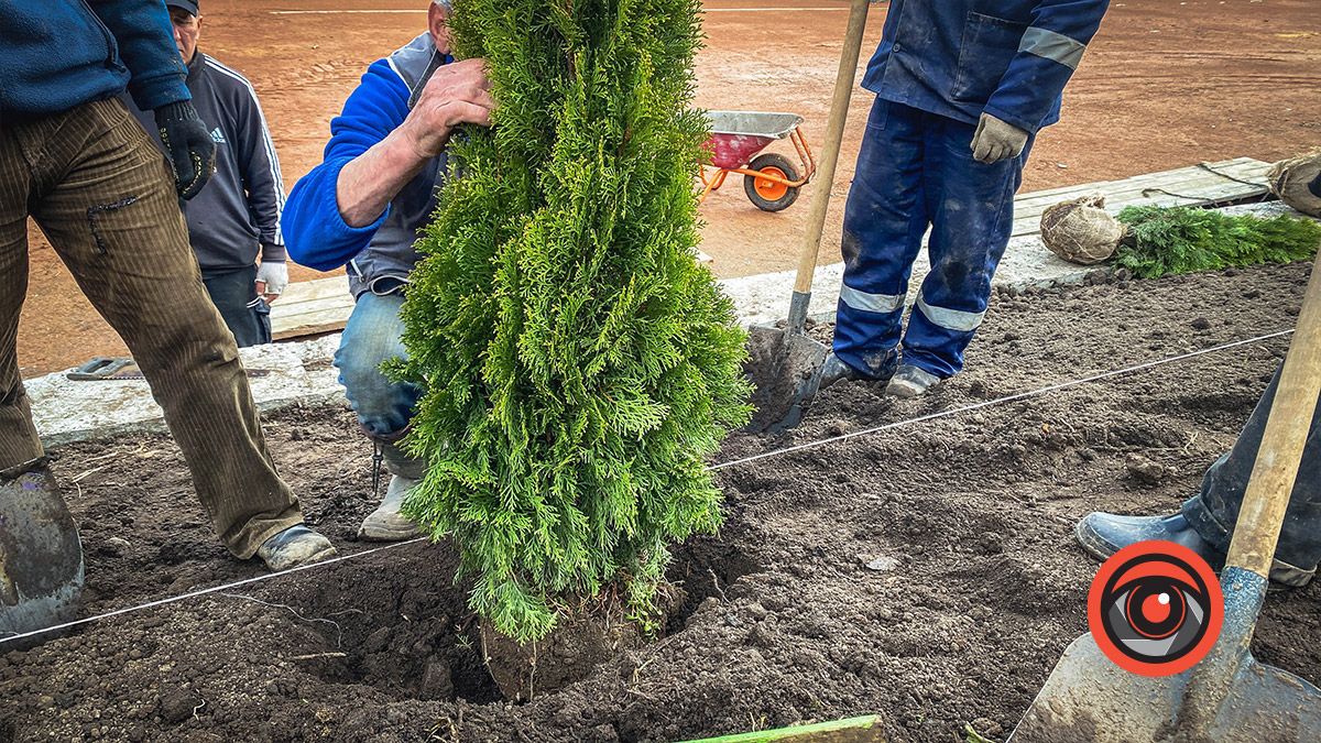 Біля кортів у Коломиї висаджують туї 5