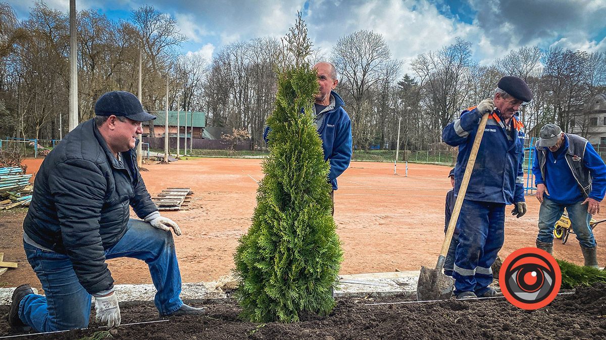 Біля кортів у Коломиї висаджують туї 6