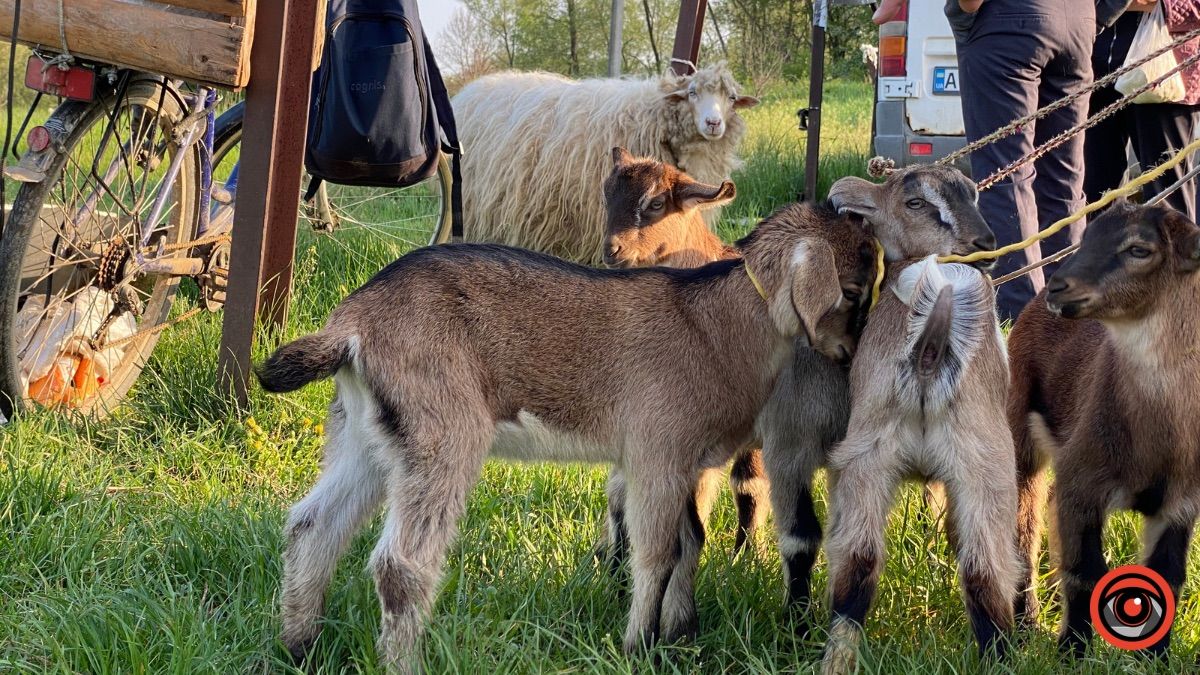 Які ціни на худобу та пернаті на базарі у Косові? 1