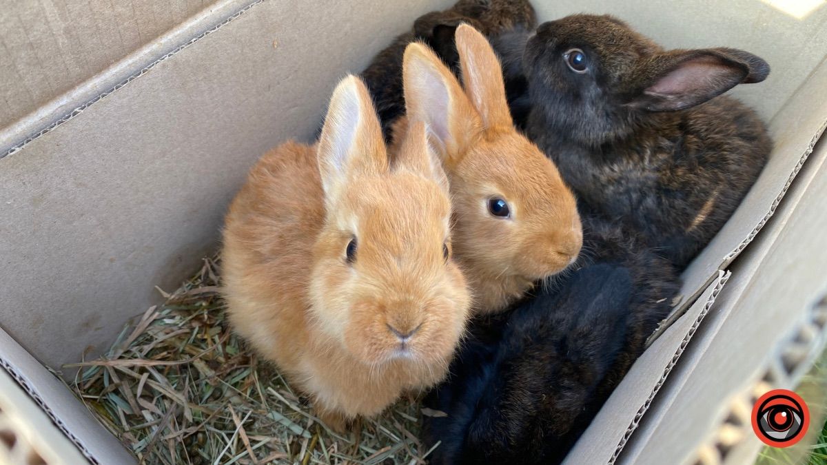 Які ціни на худобу та пернаті на базарі у Косові? 10