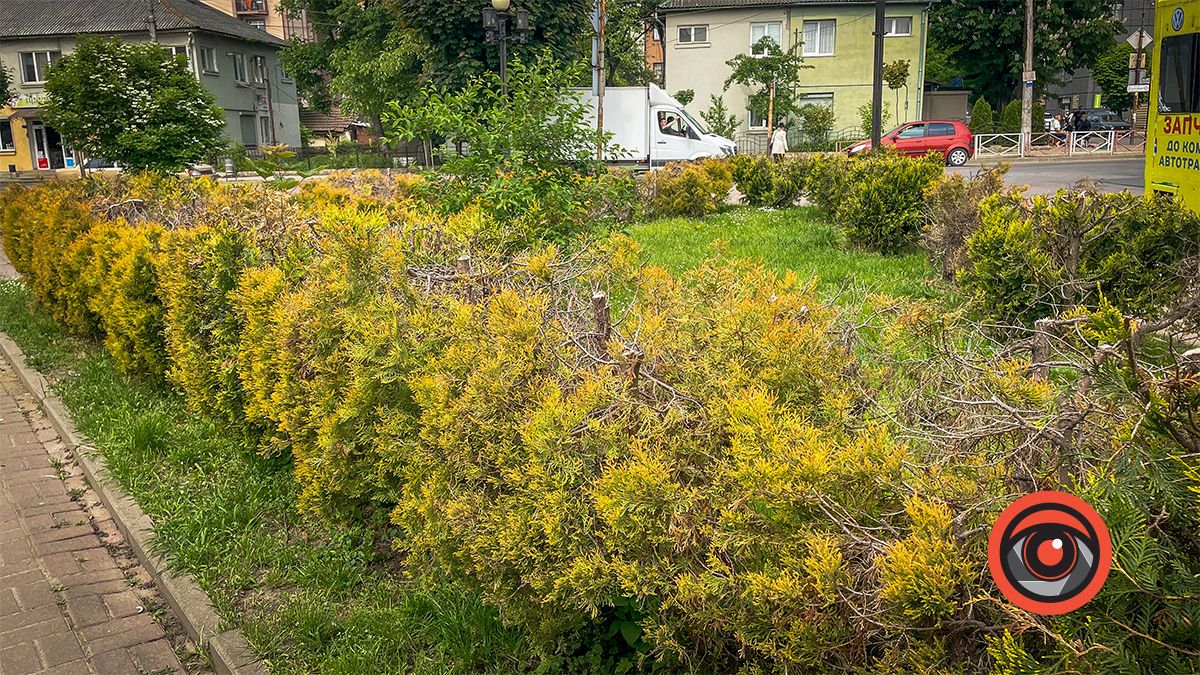 Збавили? Туї біля пам'ятника Бандері після варварської обрізки пожовкли 5