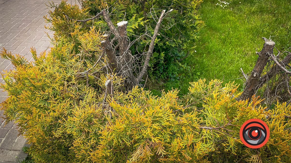 Збавили? Туї біля пам'ятника Бандері після варварської обрізки пожовкли 4
