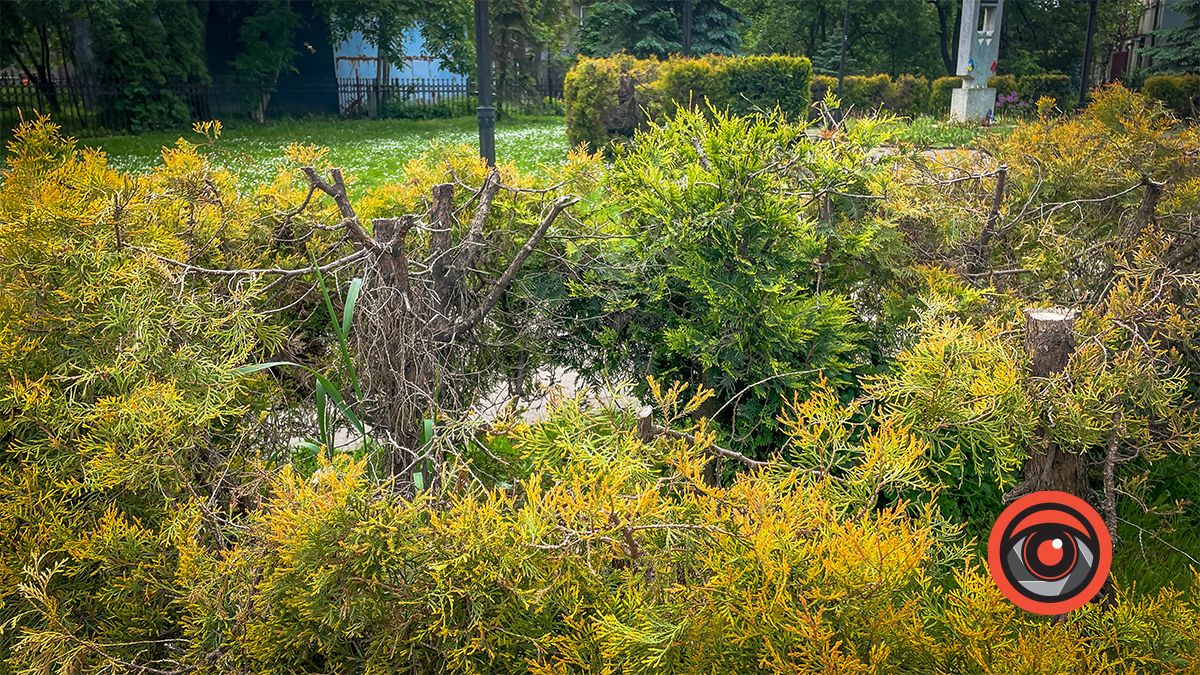 Збавили? Туї біля пам'ятника Бандері після варварської обрізки пожовкли 6