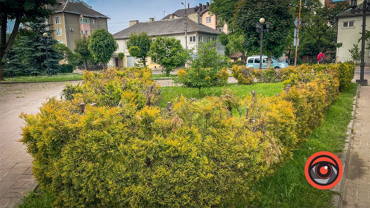 Збавили? Туї біля пам'ятника Бандері після варварської обрізки пожовкли 3