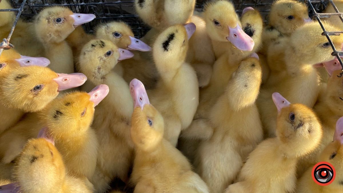 Які ціни на худобу та пернаті на базарі у Косові? 9