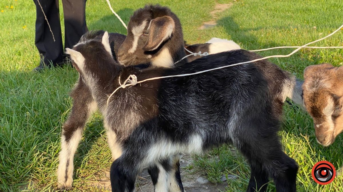 Які ціни на худобу та пернаті на базарі у Косові? 3