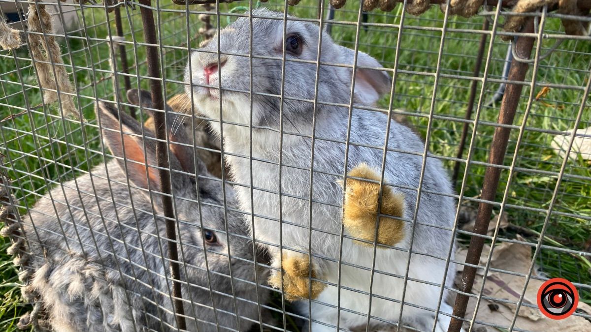 Які ціни на худобу та пернаті на базарі у Косові? 11