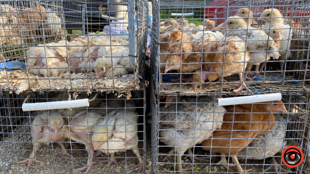 Які ціни на худобу та пернаті на базарі у Косові? 5