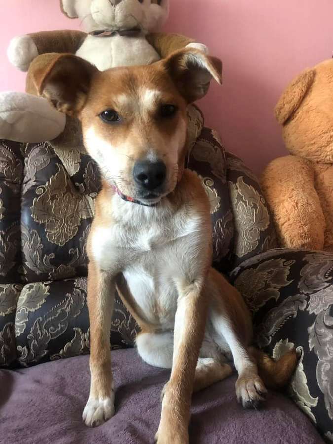 Чотирилапі улюбленці шукають дім у Коломиї 4