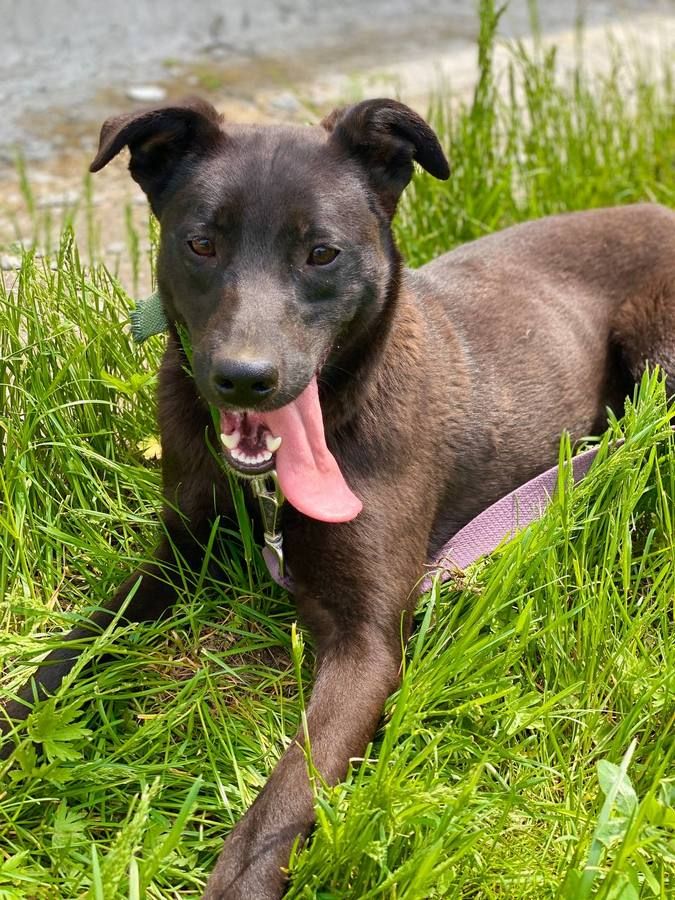 Чотирилапі улюбленці шукають дім у Коломиї 5