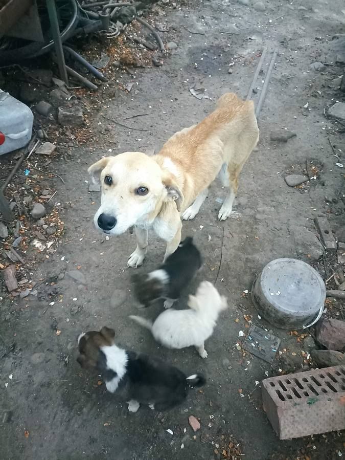 Чотирилапі улюбленці шукають дім у Коломиї 7