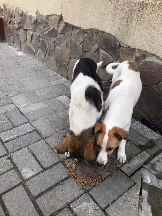 Чотирилапі улюбленці шукають дім у Коломиї 2