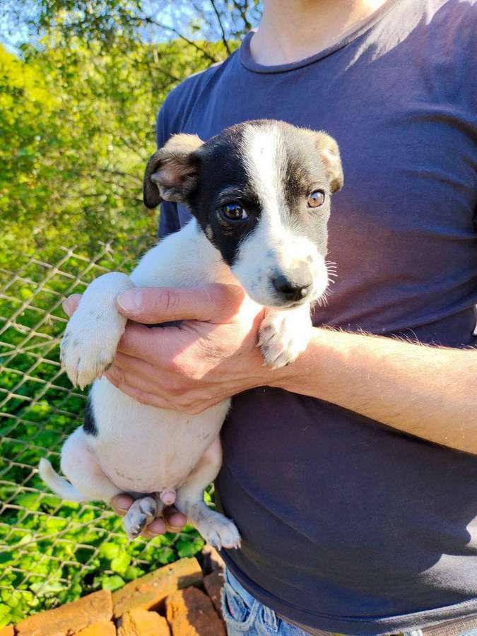 Чотирилапі улюбленці шукають дім у Коломиї 3