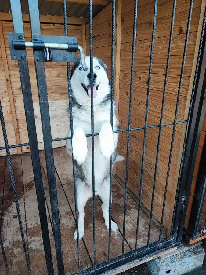 Чотирилапі улюбленці шукають дім у Коломиї 1