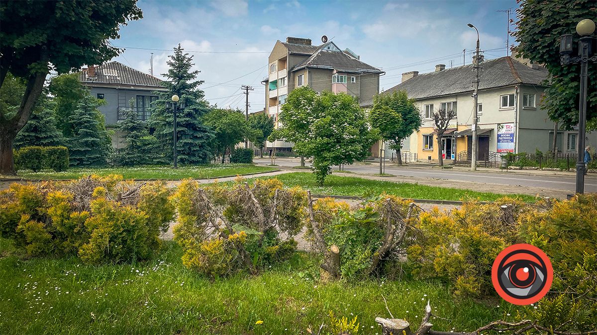 Збавили? Туї біля пам'ятника Бандері після варварської обрізки пожовкли 2