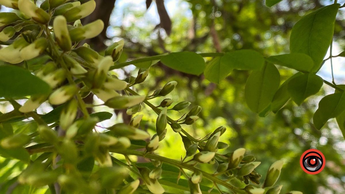 Сонячно: прогноз погоди у Коломиї на 31 травня