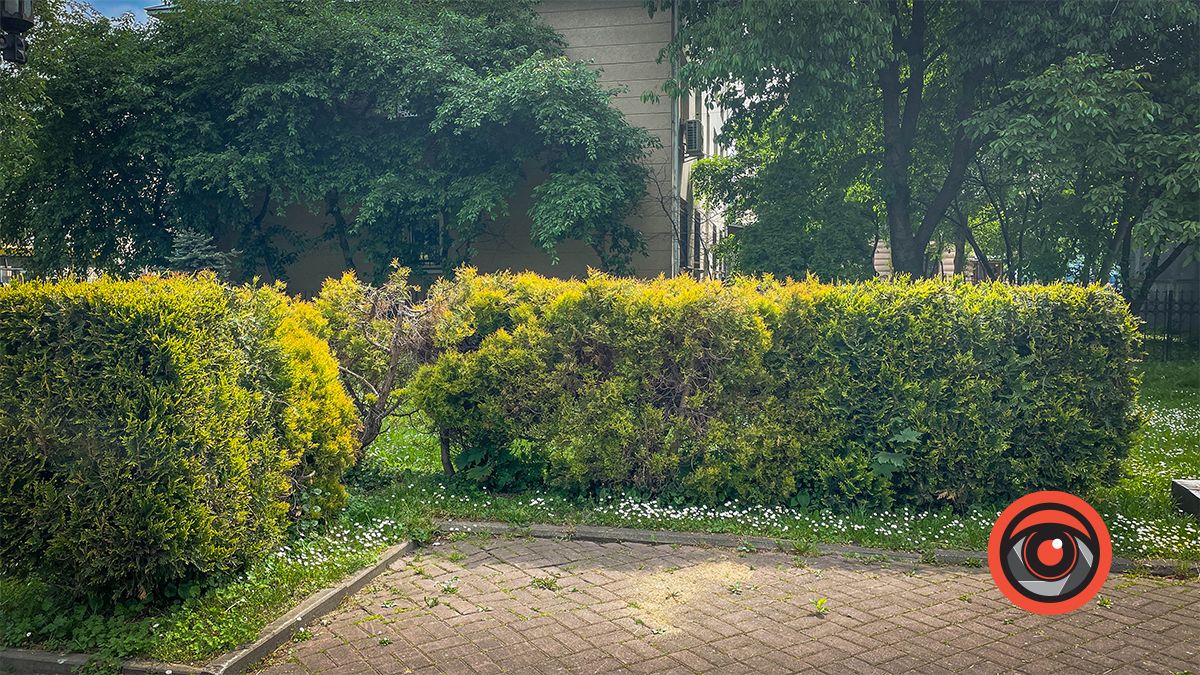 Збавили? Туї біля пам'ятника Бандері після варварської обрізки пожовкли 1
