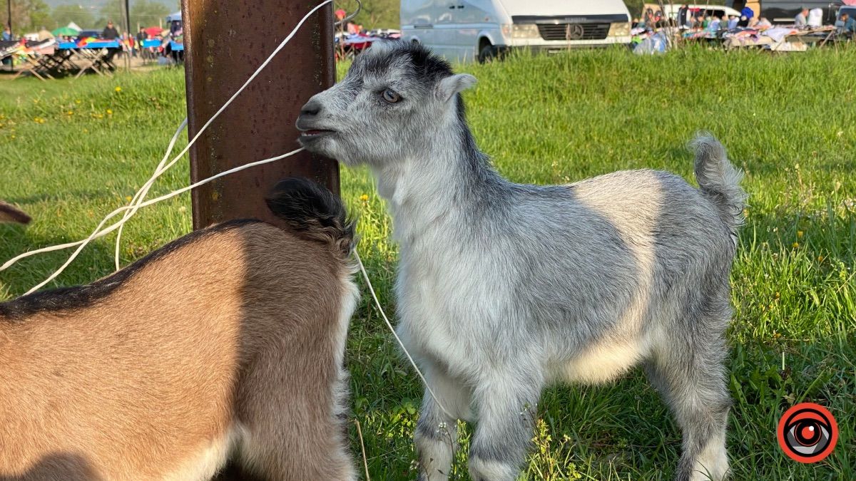 Які ціни на худобу та пернаті на базарі у Косові? 2