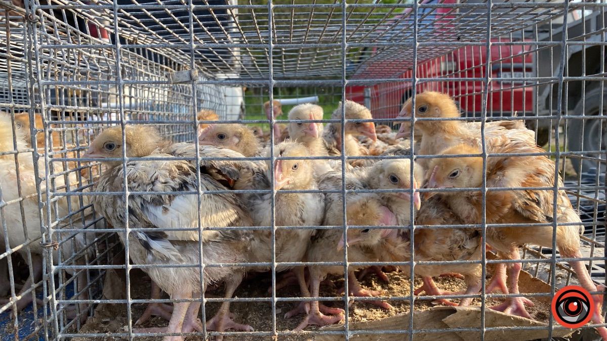 Які ціни на худобу та пернаті на базарі у Косові? 6