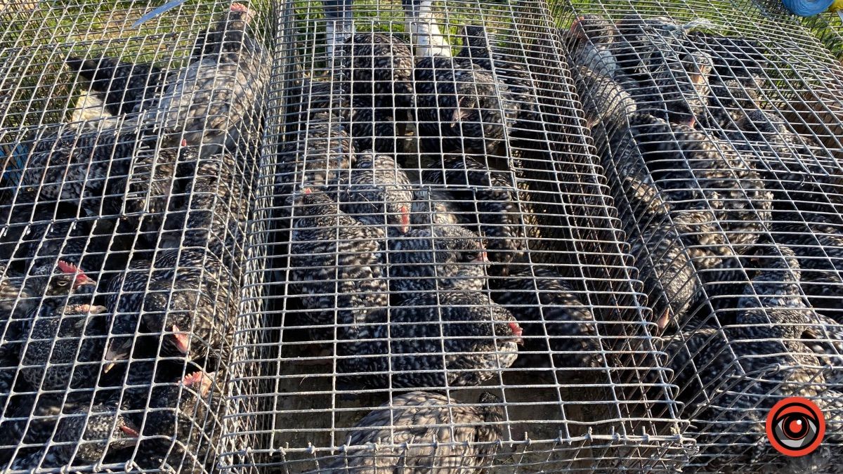 Які ціни на худобу та пернаті на базарі у Косові? 8