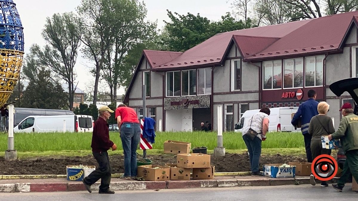 На кільці у Коломиї висадили квіти 2