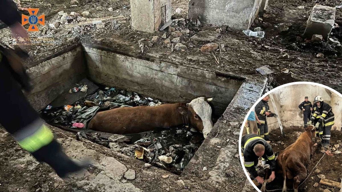 На Верховинщині корова впала в яму: рятувальники допомогли