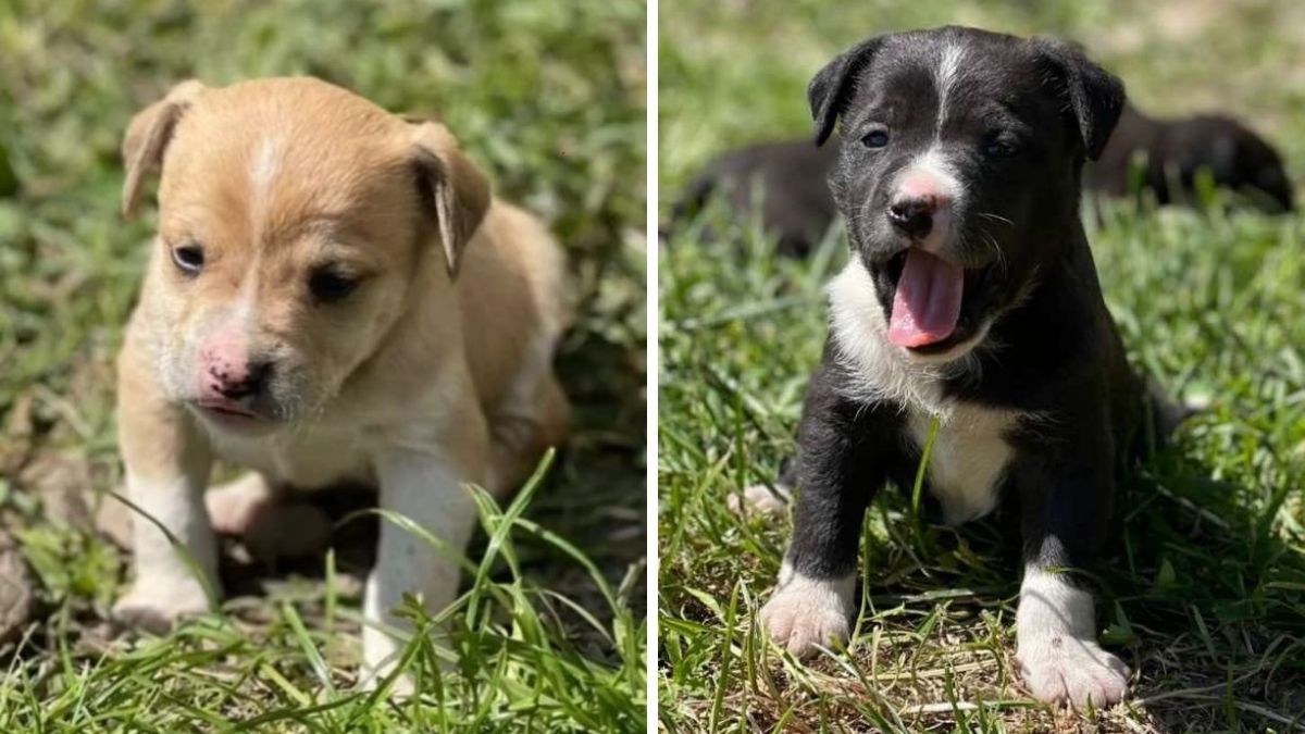 Маленькі улюбленці шукають домівку в Коломиї 7